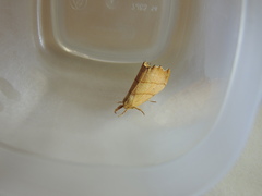Drepana bilineata