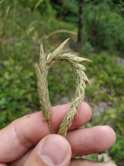 Phleum hirsutum