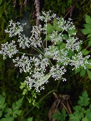 Angelica polymorpha