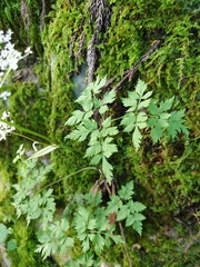 Angelica polymorpha