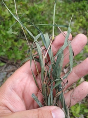 Phleum hirsutum