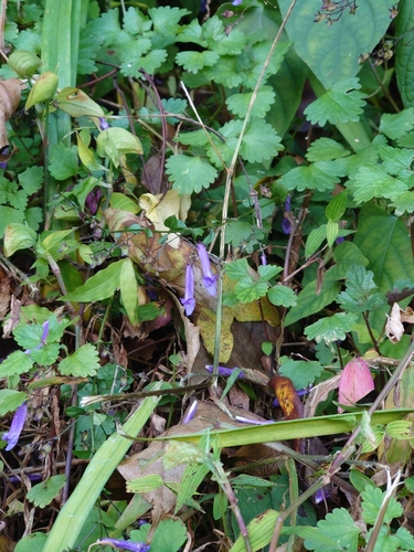 Isodon effusus, photograph 4