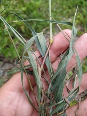 Phleum hirsutum