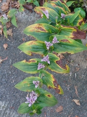 Tricyrtis hirta