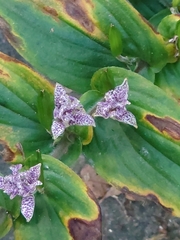 Tricyrtis hirta