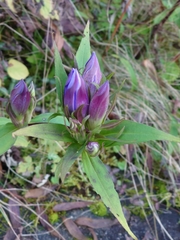 Gentiana scabra buergeri