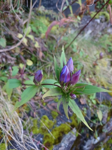 Image of Gentiana scabra by (c) WATANABE Hitoshi 渡辺仁, some rights reserved (CC BY)