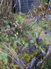 Gentiana scabra buergeri