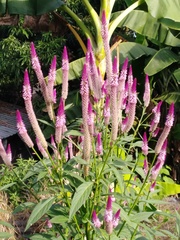 Celosia