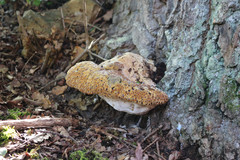 Inonotus dryadeus image