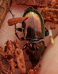 Pterostichus burmeisteri