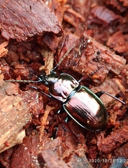 Pterostichus burmeisteri