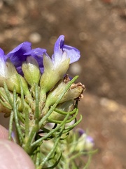 Psoralea speciosa