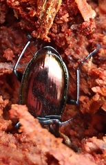 Pterostichus burmeisteri