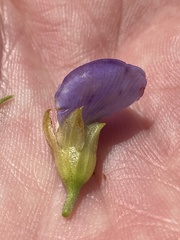 Psoralea speciosa