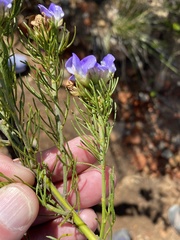 Psoralea speciosa