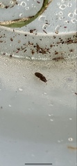 Elateroidea