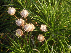 Ptilostemon chamaepeuce