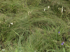 Sanguisorba parviflora