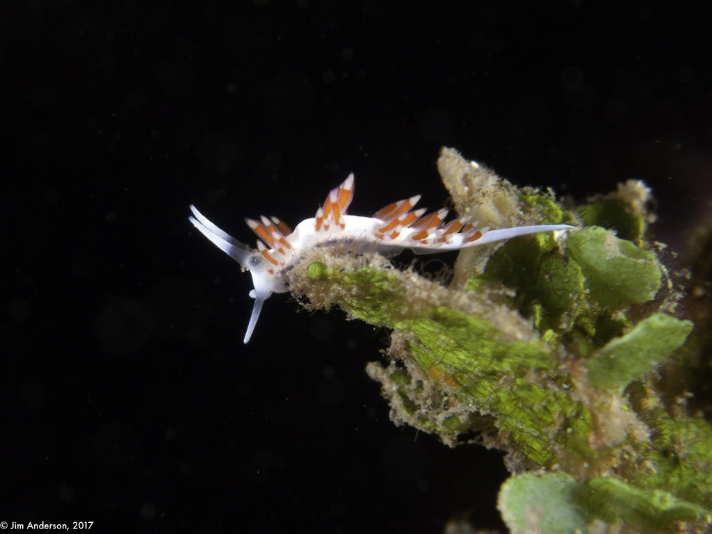 Dushia Flabellina