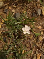 Convolvulus ammannii