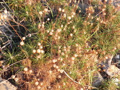 Ptilostemon chamaepeuce