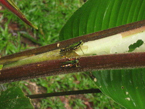 Photo of Suriname Grasshopper (Tetrataenia surinama)