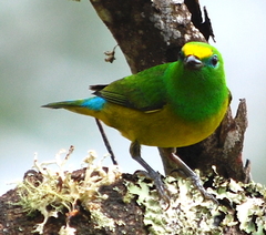 Chlorophonia cyanea psittacina