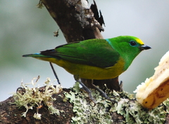 Chlorophonia cyanea psittacina