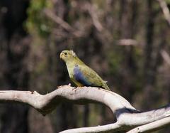 Neophema chrysostoma