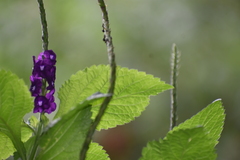 Stachytarpheta frantzii