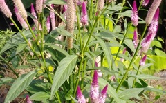 Celosia