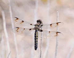 Plathemis subornata