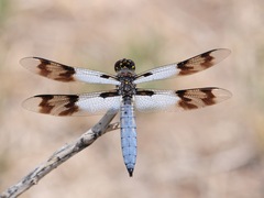 Plathemis subornata