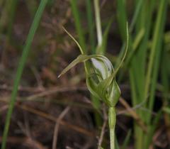 Pterostylis falcata