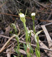 Pterostylis falcata