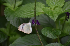 Itaballia demophile centralis