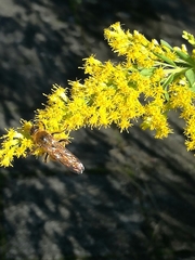 Aculeata
