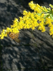 Aculeata