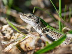 Podarcis siculus campestris
