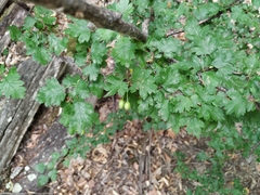 Crataegus microphylla