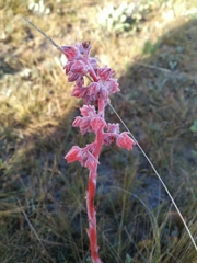 Gibbiflorae