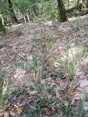 Elymus caninus