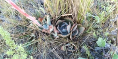 Gibbiflorae