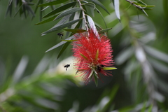 Melaleuca viminalis viminalis
