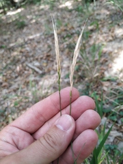 Elymus caninus