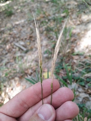 Elymus caninus