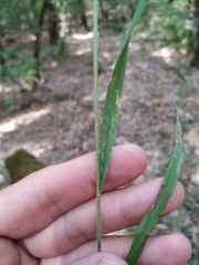 Elymus caninus