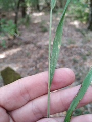 Elymus caninus