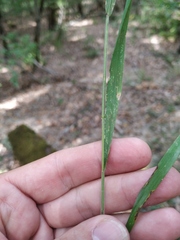 Elymus caninus